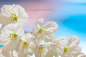 Bright white flowers of an apple tree close-up on a blue-pink abstract background on a sunny day