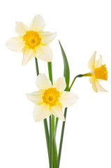 Three beautiful white narcissus flowers and bright green leaves close-up on a white isolated background