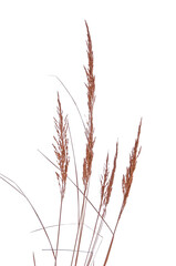 Yellow spikelets and grass close-up on a white isolated background