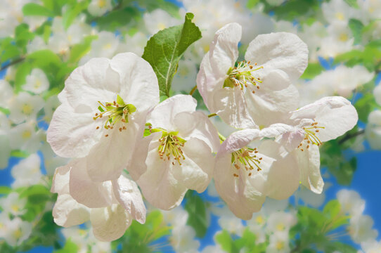 Bright white flowers of an apple tree close-up in the garden against the background of a flowering tree on a sunny day