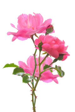 Bouquet of three bright beautiful pink roses with buds and green leaves on a white isolated background