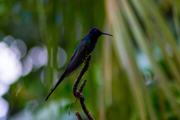 hummingbird on a branch