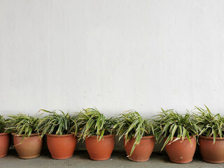 Photo of a row spider plant in pot against empty white concrete wall.