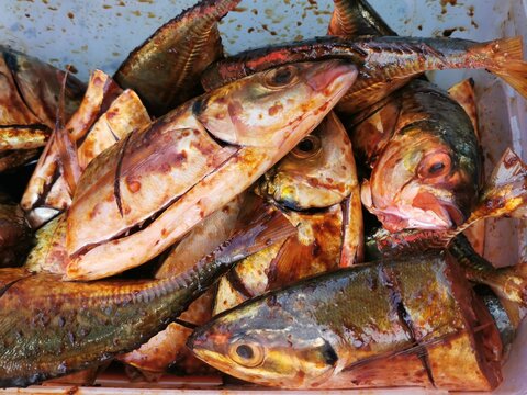 Photo of fishes marinated in spicy sauce.