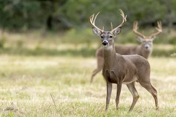 Fototapete White tailed deer buck on Texas farmland © Dennis Donohue
