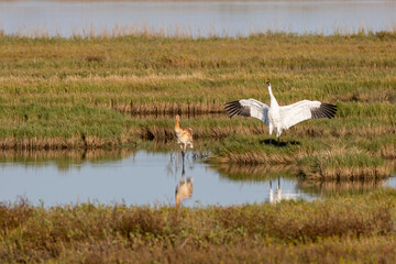 Critically Endangered Whooping Crane in Aransas National Wildlife Refuge