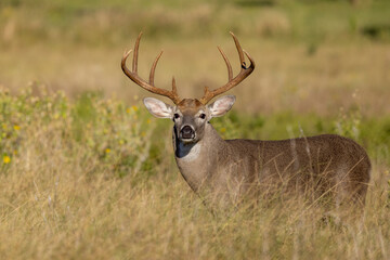 Naklejka na ściany i meble White tailed deer buck on Texas farmland