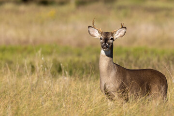 White tailed deer buck on Texas farmland