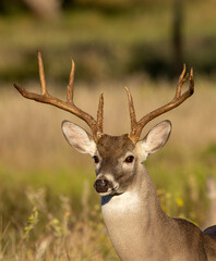 Fototapeta premium White tailed deer buck on Texas farmland