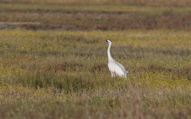 Critically Endangered Whooping Crane in Aransas National Wildlife Refuge