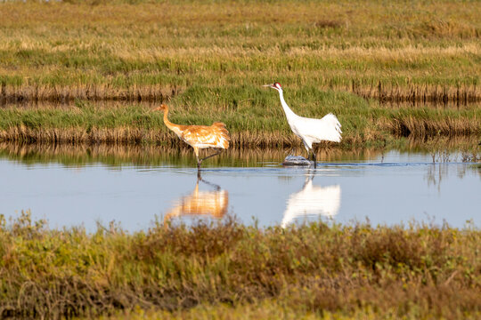 Critically Endangered Whooping Crane Adult With Colt (juvenile)in Aransas National Wildlife Refuge