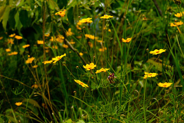 yellow flowers in the grass