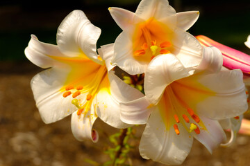 three white lily flowers