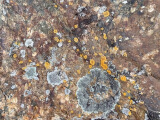 Grey and yellow coloured lichen on a rock.