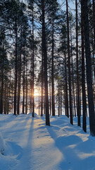 snow covered pine forest in winter