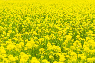 Obraz premium 一面に咲く満開の菜の花 