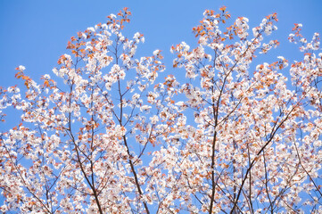 晴れた日の満開のヤマザクラ	