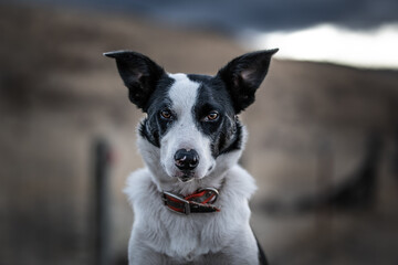 portrait of a working dog