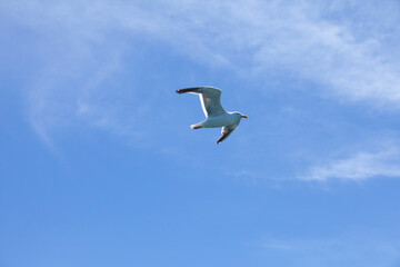 White and gray seagull flying with both wings visible. Looking at the underneath side of the bird as it flys overhead.