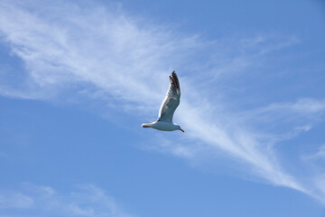 White and gray seagull flying with one wing visible. Looking at the underneath side of the bird as it flys overhead.