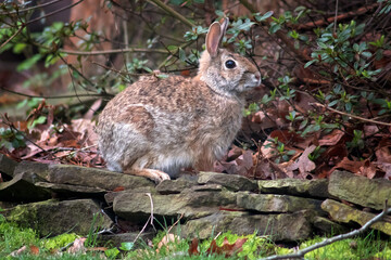 wild rabbit in the backyard