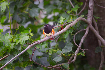 Eastern Towhee perched on a tree branch with green leaves behind capturing its habitat