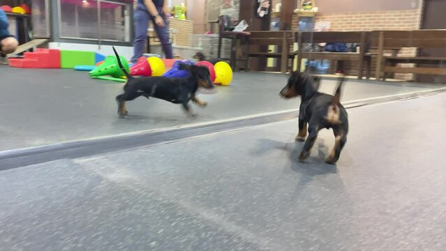 Funny dachshund puppy sees his reflection in mirror in pet gym and thinks he has met new friend. He plays with the reflection, jumps around it and jokingly attacks, view from the back.