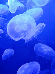 jellyfish swimming