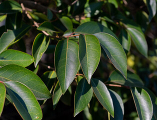 Branch of California Bay Laurel Leaves on the tree