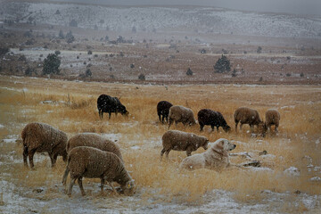 Sheep grazing in snow
