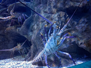giant shrimp