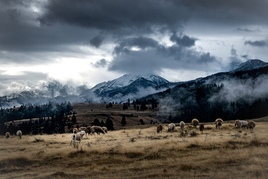 Sheep grazing in wolf country with livestock guardian dog in the Wallowa Mountains, Oregon.