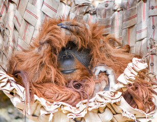 A closeup of an orangutan © Pucs Fongabe/Wirestock