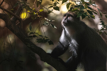 A closeup of a cute monkey on the tree