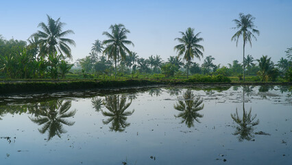 Fototapeta na wymiar Four coconut trees in a clear sky. There is a reflection in the water that inundates the rice fields