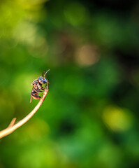 Naklejka premium Mining bees such as sweat bees (Perdita halictoides) are a species of miner bees in the family Andrenidae.