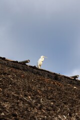 茅葺屋根にとまった可愛いダイサギ