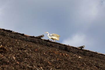 茅葺屋根にとまった可愛いダイサギ
