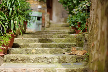 Cat sleeping in the street of Sorano, an ancient medieval hill town hanging from a tuff stone over the Lente River. Etruscan heritage. - obrazy, fototapety, plakaty