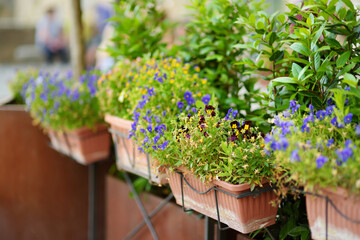 Flowers on narrow old streets of the famous Pitigliano town, located atop a volcanic tufa ridge....