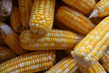 pile of golden corn. soft focus corn. can use for background. pile of corn that has been peeled from the skin