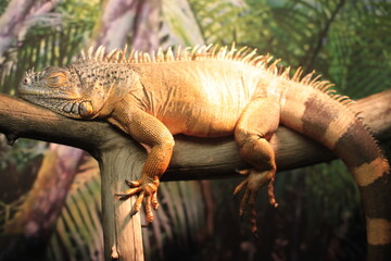 iguana on a tree