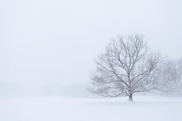 Fototapeta na wymiar Winter Tree