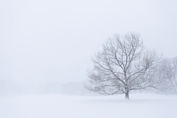 Winter Tree