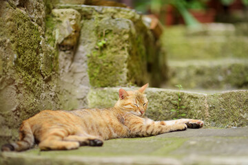 Cat sleeping in the street of Sorano, an ancient medieval hill town hanging from a tuff stone over...
