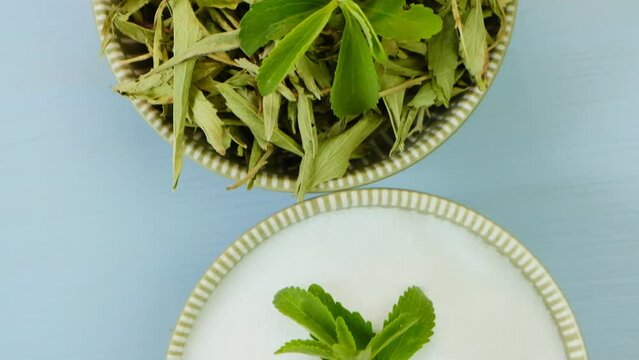 Stevia fresh green twig and Dried stevia leaves. twig in cup on blue background. Stevia rebaudiana. Organic natural sweetener.Stevia plants. 4k footage