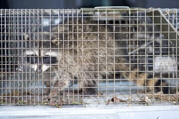 raccoon  in cage