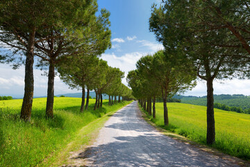 Driveway to the Italian manor house between fields of Toscana. Pine tree alley along paved road near Montepulciano, Tuscany, Italy. - obrazy, fototapety, plakaty