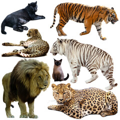 Fototapeta premium Collection of different animals of felidae family isolated on white background