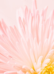 Macro photo of pale pink chrysanthemum. Floral background
